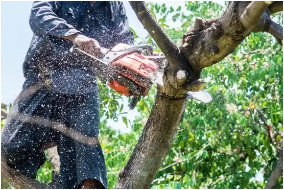 tree services Ennis